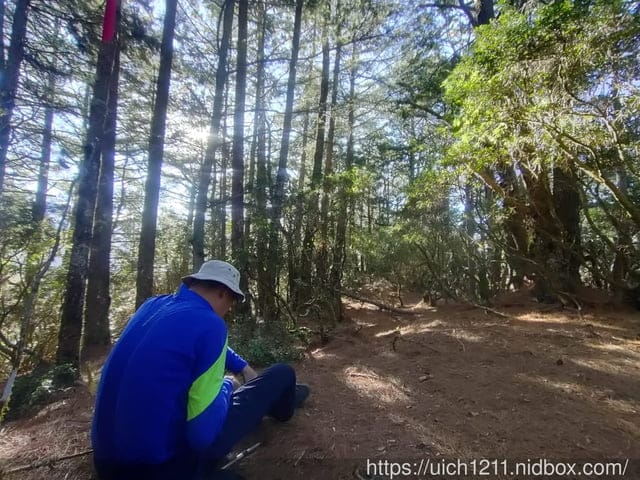 八通關龍貓公車