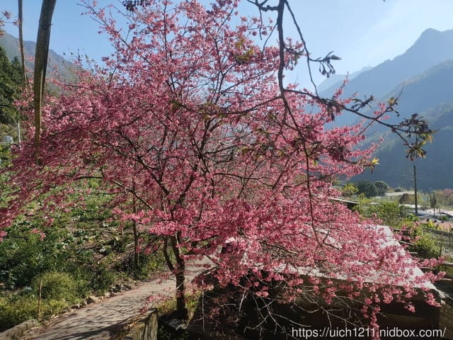 八通關龍貓公車