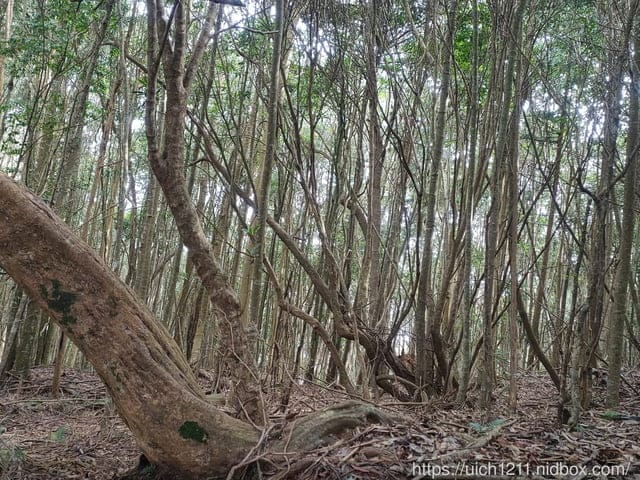谷關燈光節 - 第3張圖 谷關燈光節