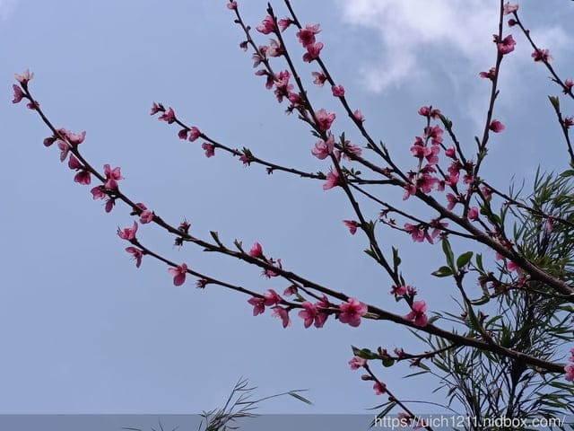 玉山主東北峰 - 第5張圖 玉山主東北峰