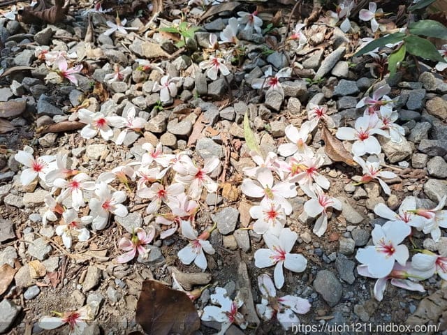 母親節台南之旅 - 第51張圖 母親節台南之旅