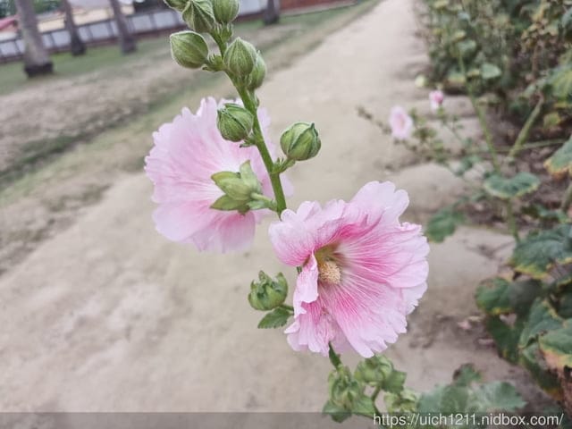 母親節台南之旅 - 第20張圖 母親節台南之旅