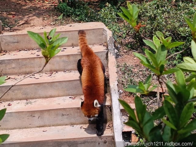 大陸成都之旅