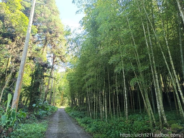 溪頭之旅