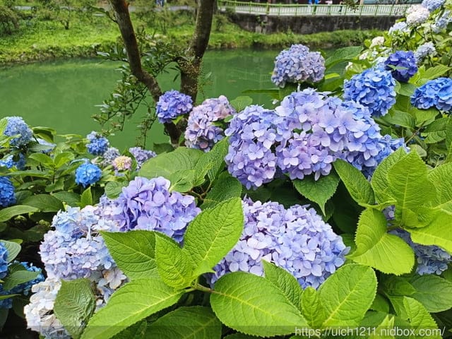 杉林溪二日遊 - 第2張圖 杉林溪二日遊