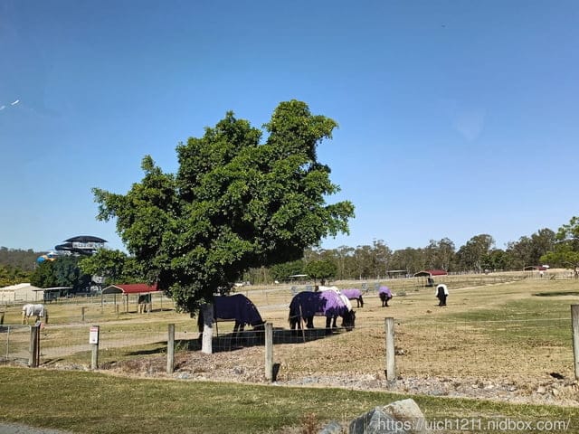 澳洲農場 - 第30張圖 澳洲農場