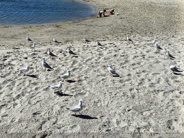澳洲黃金海岸 - 第53張圖 澳洲黃金海岸