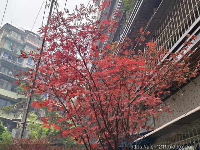 合肥重慶之旅