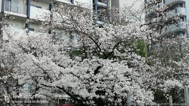 日本大阪之旅4