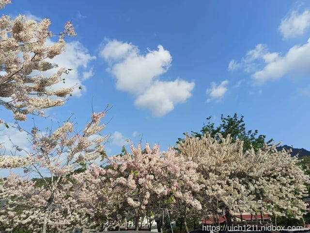 台南賞花 - 第14張圖 台南賞花
