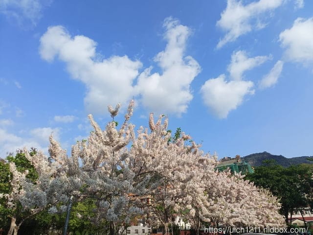 台南賞花 - 第17張圖 台南賞花