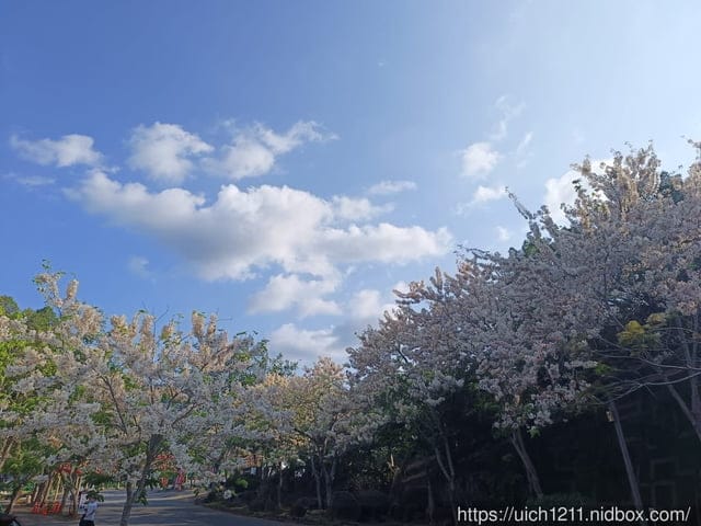 台南賞花 - 第11張圖 台南賞花
