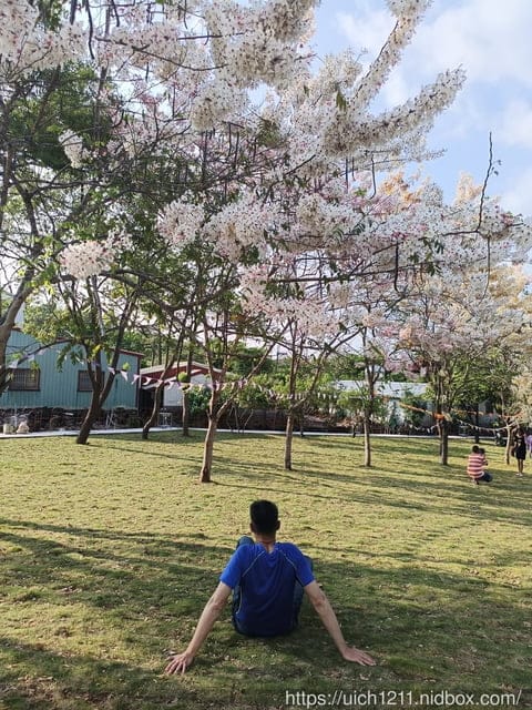台南賞花 - 第23張圖 台南賞花