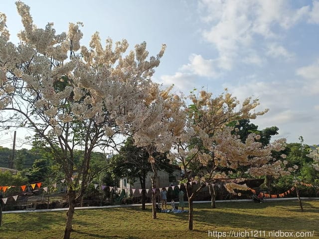 台南賞花 - 第21張圖 台南賞花
