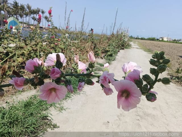 台南賞花 - 第2張圖 台南賞花