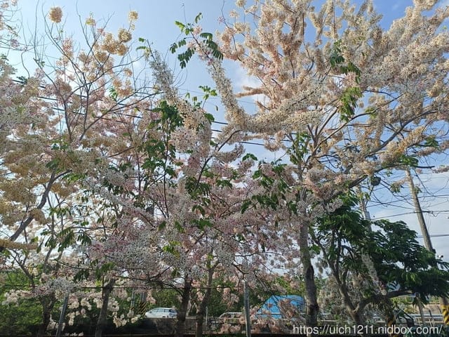 台南賞花 - 第15張圖 台南賞花