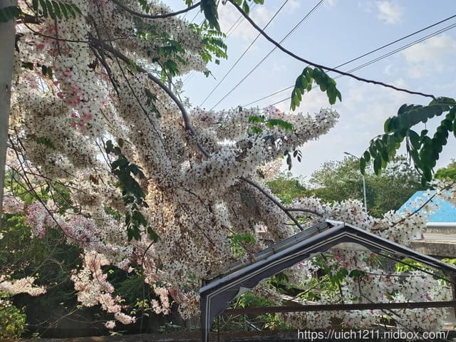 台南賞花 - 第16張圖 台南賞花