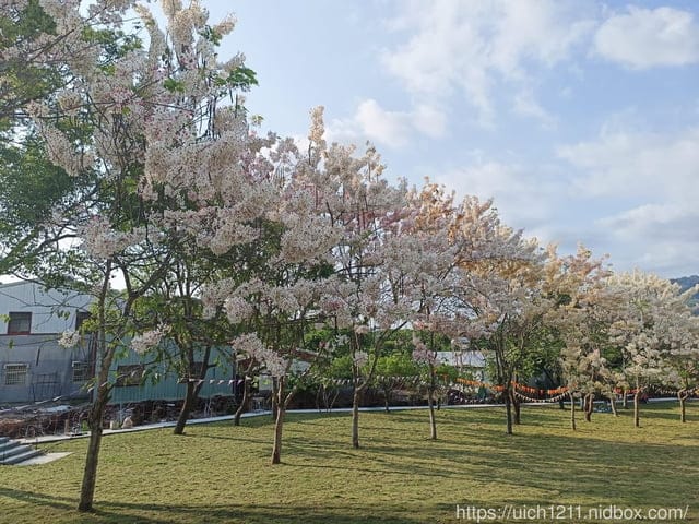 台南賞花 - 第22張圖 台南賞花