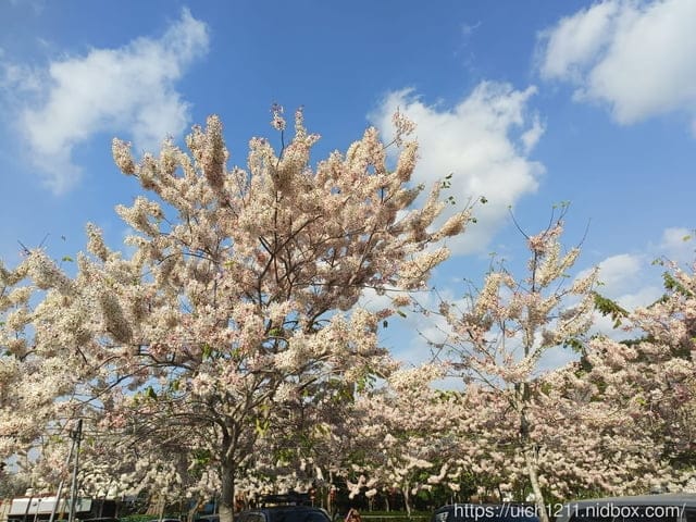 台南賞花 - 第13張圖 台南賞花