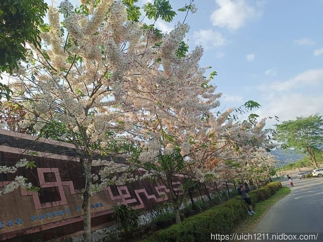 台南賞花 - 第12張圖 台南賞花