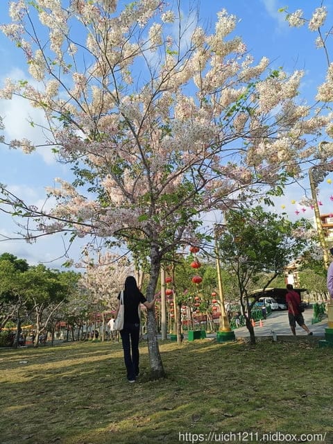 台南賞花 - 第24張圖 台南賞花