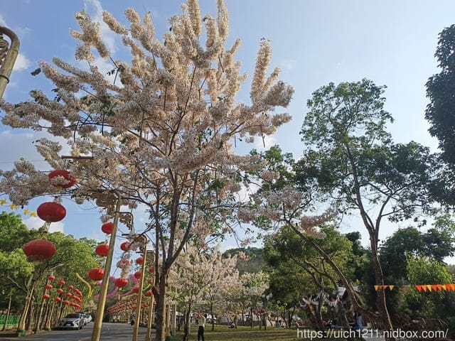 台南賞花 - 第20張圖 台南賞花