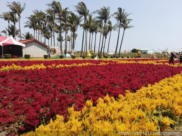台南賞花 - 第3張圖 台南賞花