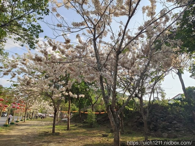 台南賞花 - 第19張圖 台南賞花