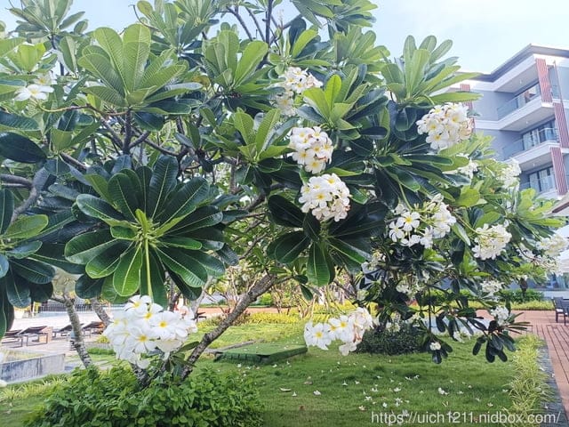 富國島之旅1 - 第17張圖 富國島之旅1