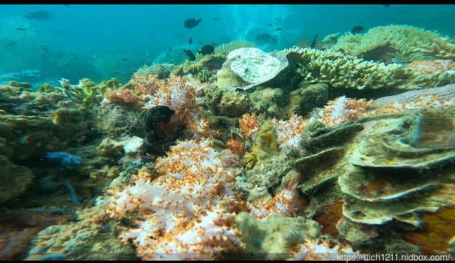 富國島之旅2 - 第36張圖 富國島之旅2