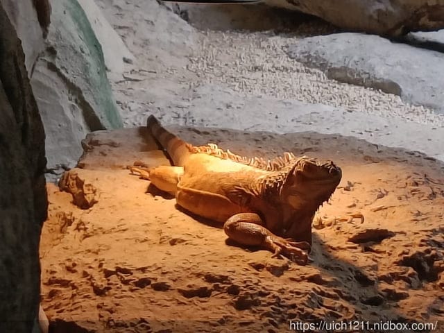 富國島之旅3 - 第9張圖 富國島之旅3