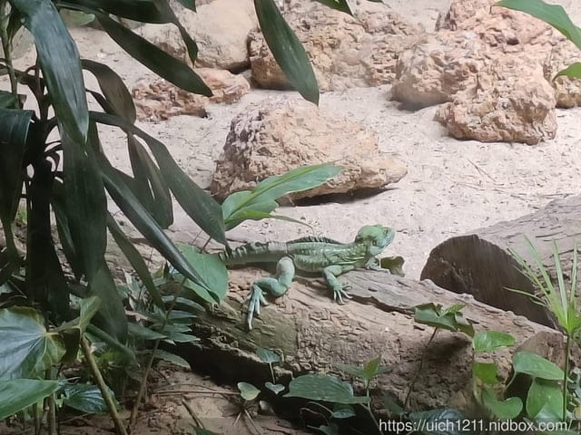 富國島之旅3 - 第6張圖 富國島之旅3
