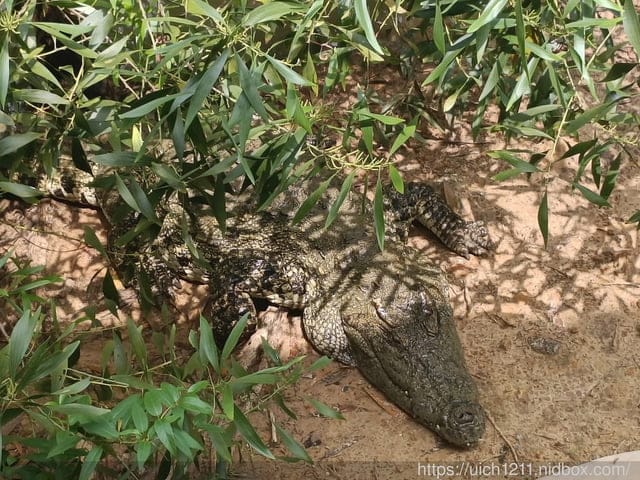 富國島之旅3 - 第11張圖 富國島之旅3