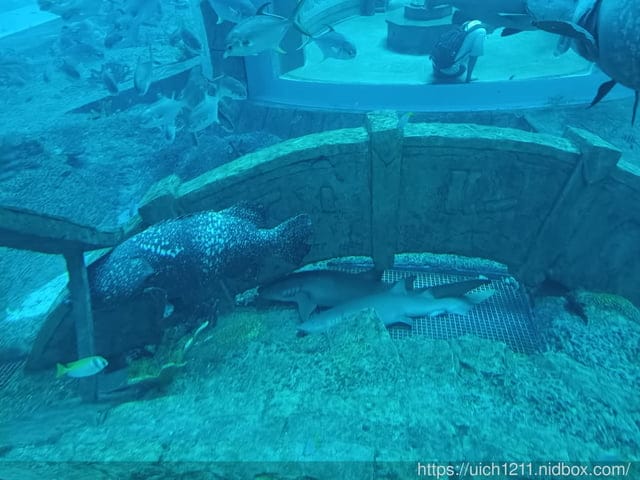 富國島之旅完結篇 - 第13張圖 富國島之旅完結篇