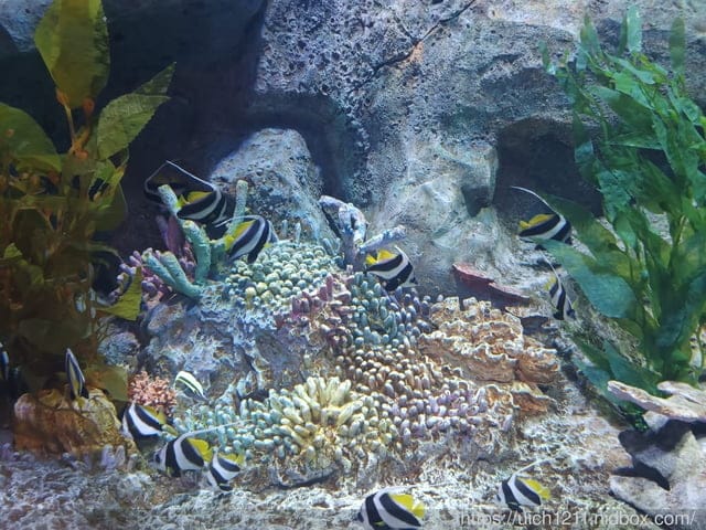 富國島之旅完結篇 - 第20張圖 富國島之旅完結篇