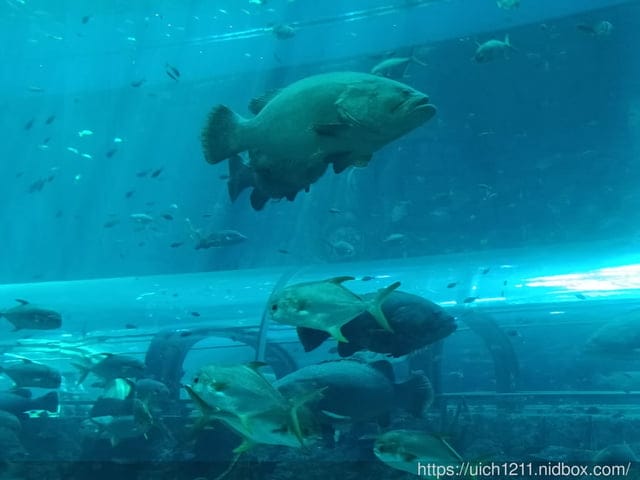 富國島之旅完結篇 - 第30張圖 富國島之旅完結篇