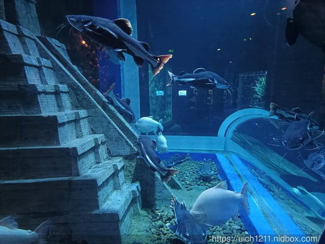富國島之旅完結篇 - 第17張圖 富國島之旅完結篇
