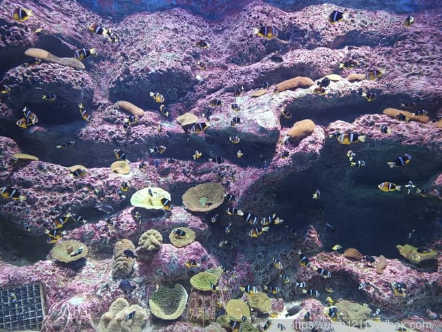 富國島之旅完結篇 - 第19張圖 富國島之旅完結篇