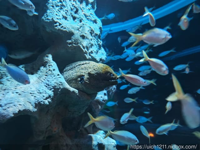 富國島之旅完結篇 - 第25張圖 富國島之旅完結篇