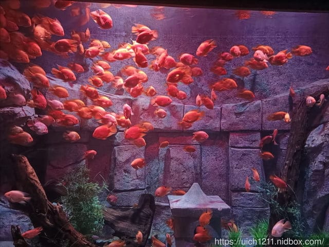 富國島之旅完結篇 - 第16張圖 富國島之旅完結篇