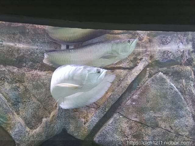 富國島之旅完結篇 - 第11張圖 富國島之旅完結篇
