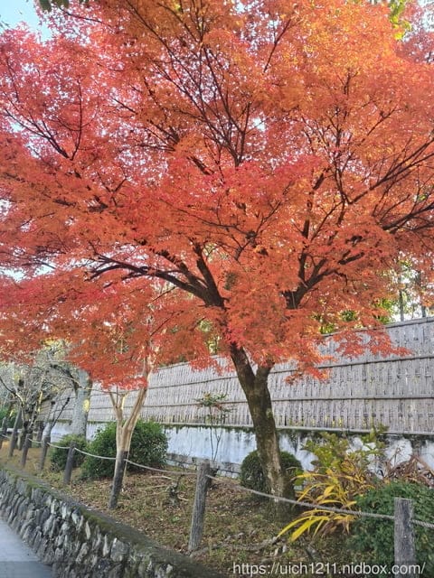 大阪賞楓之旅2 - 第3張圖 大阪賞楓之旅2
