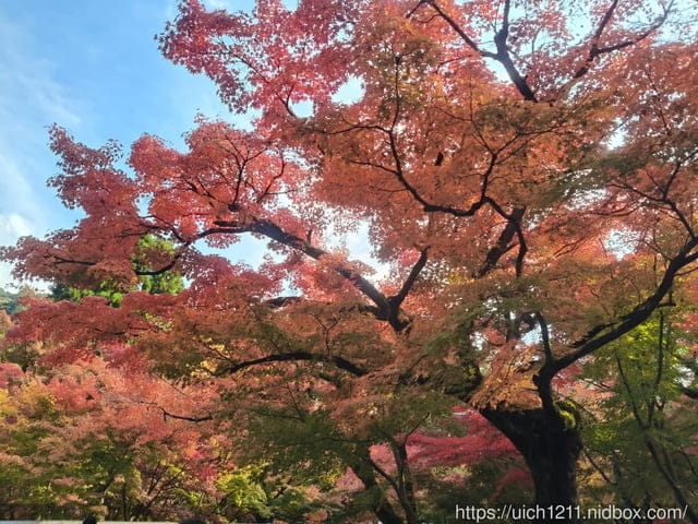 大阪賞楓之旅2 - 第103張圖 大阪賞楓之旅2