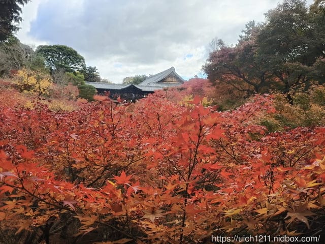 大阪賞楓之旅3