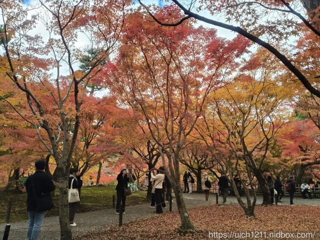 大阪賞楓之旅3