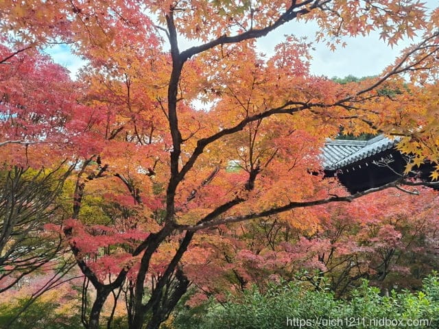 大阪賞楓之旅3