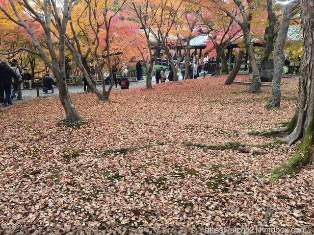 大阪賞楓之旅3