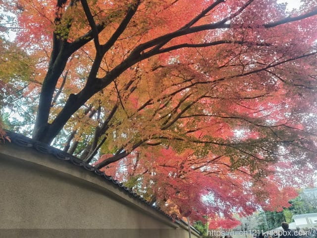 大阪賞楓之旅3