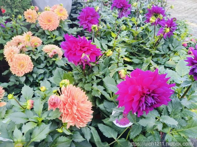 文心園.花園咖啡