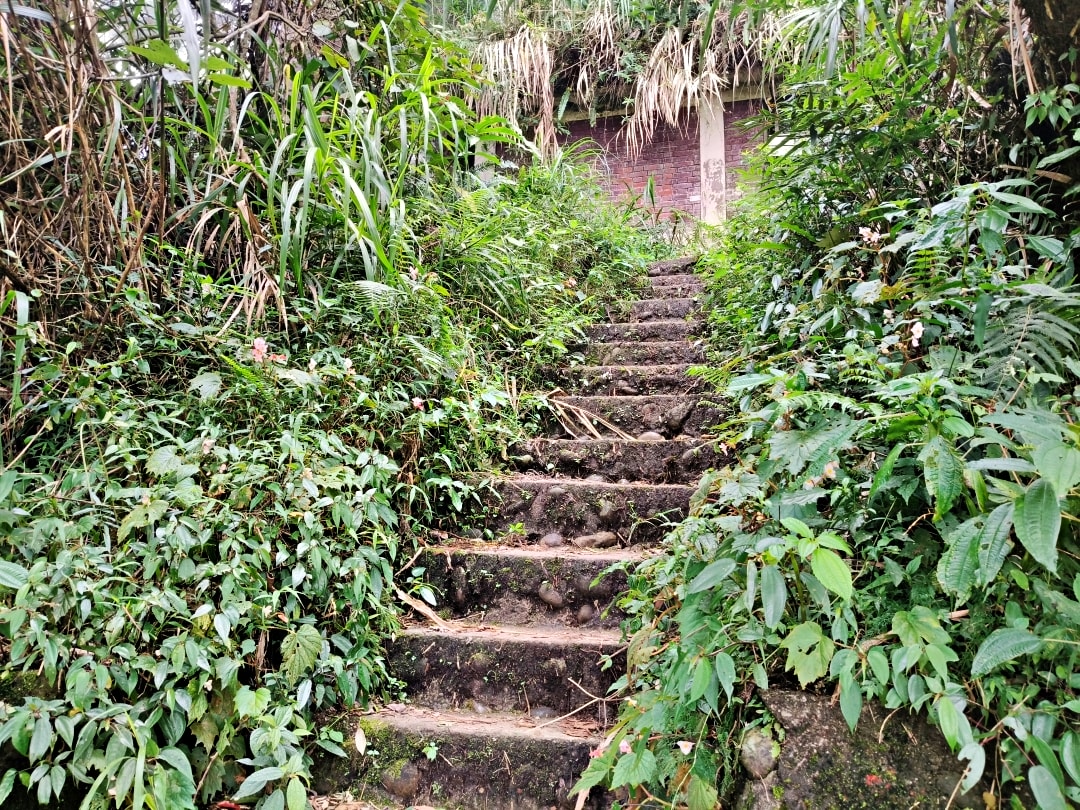 忘憂森林